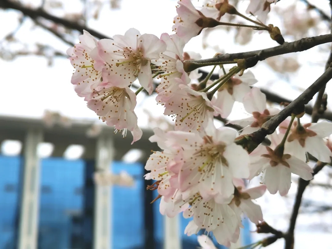 花样校园